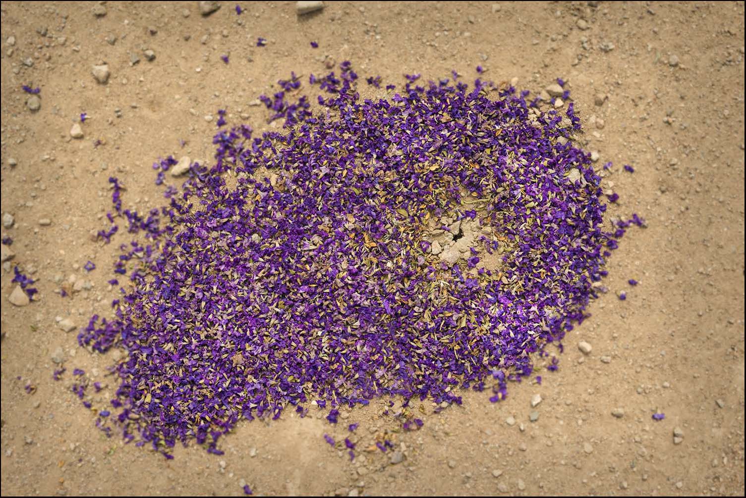 © James-H-Evans-Ant Mound with Bluebonnet Petals