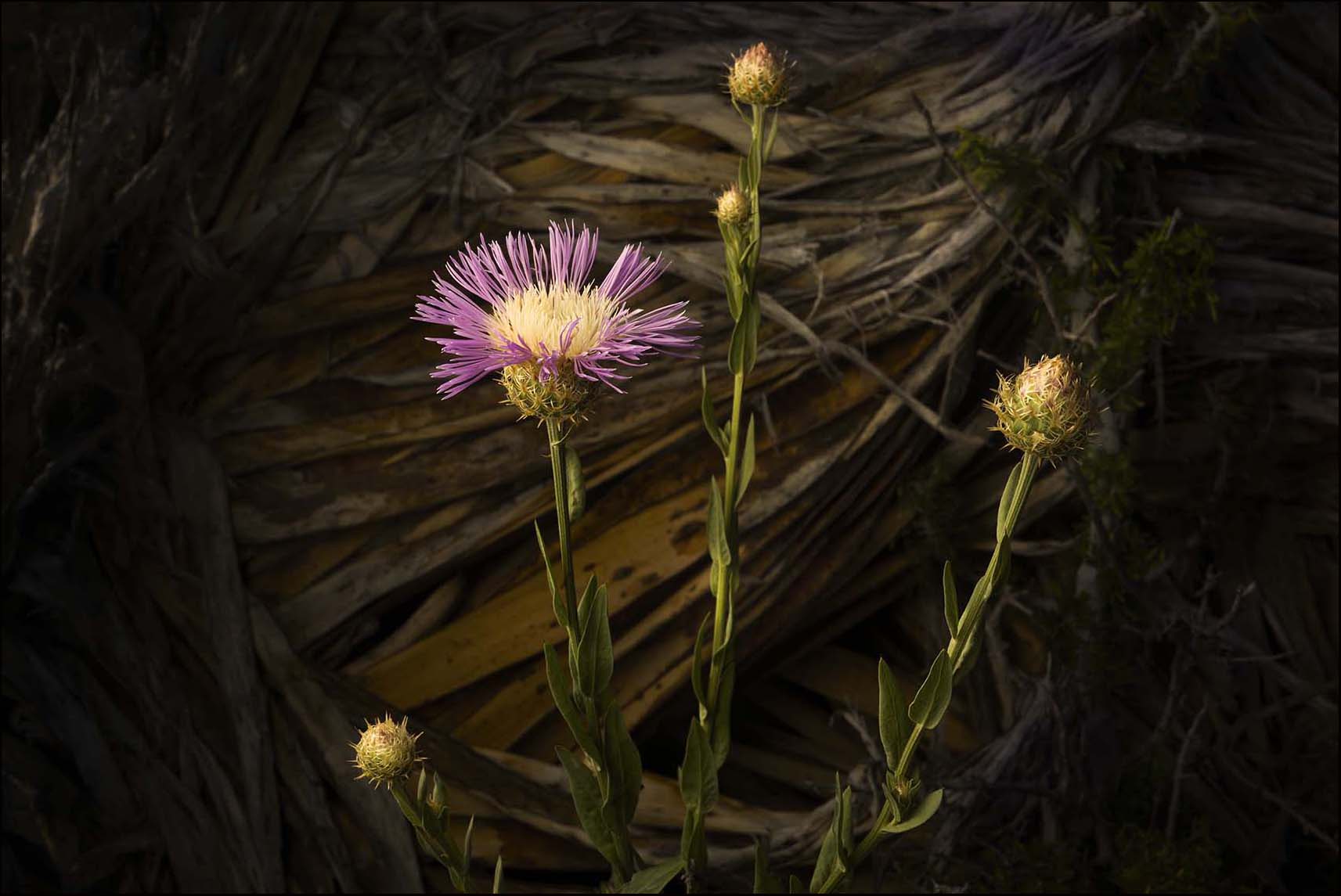 Basketflower and Yucca_© James H. Evans