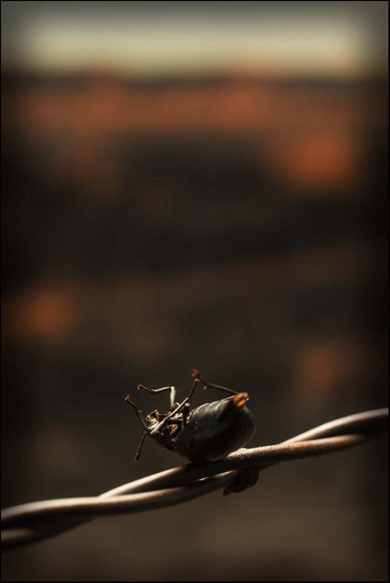 Beetle at Sunset_© James H. Evans