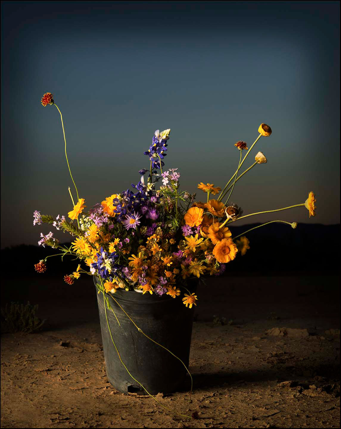 Bucket of Flowers_© James H. Evans