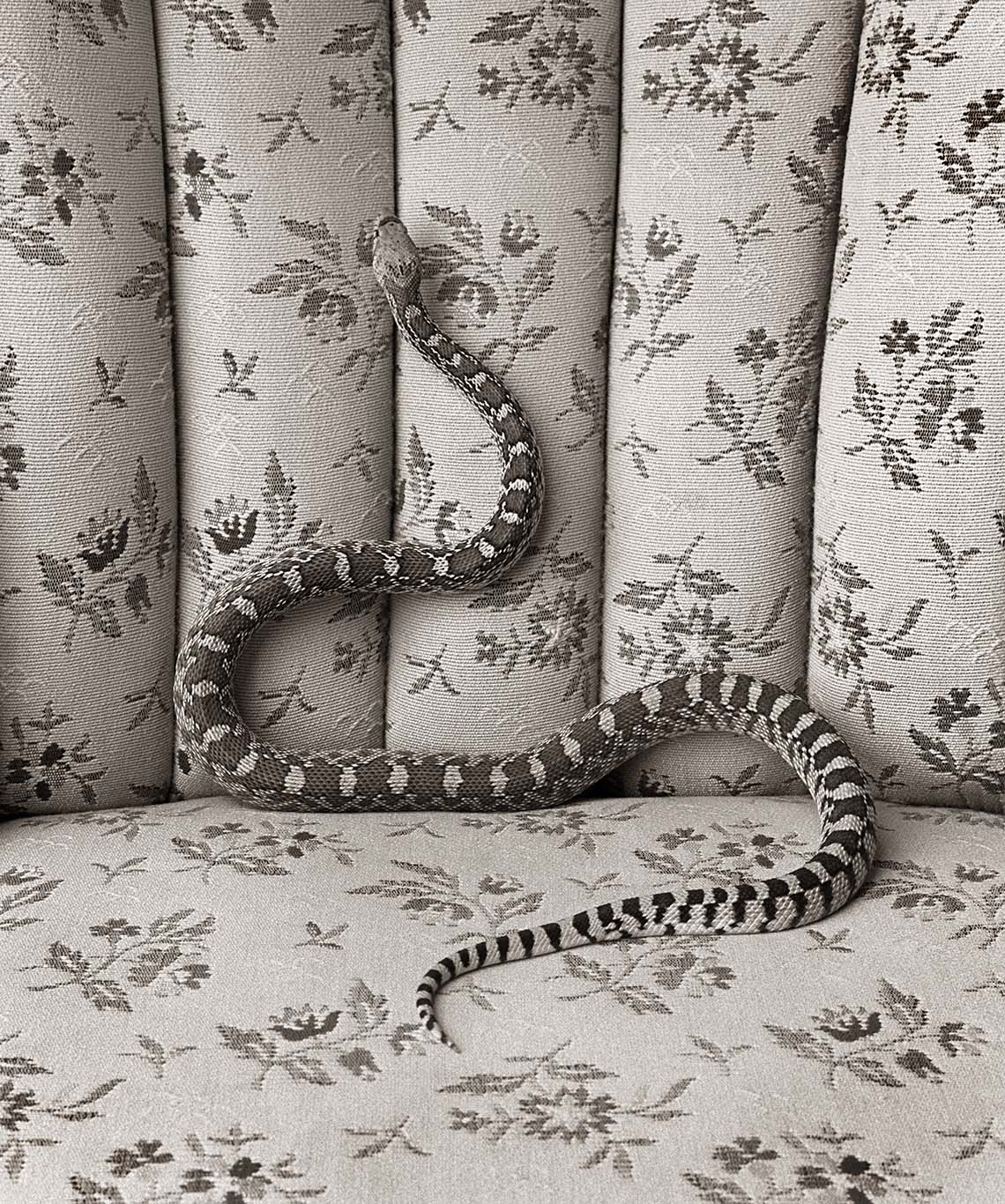 © James-H-Evans-Bull Snake on Sofa
