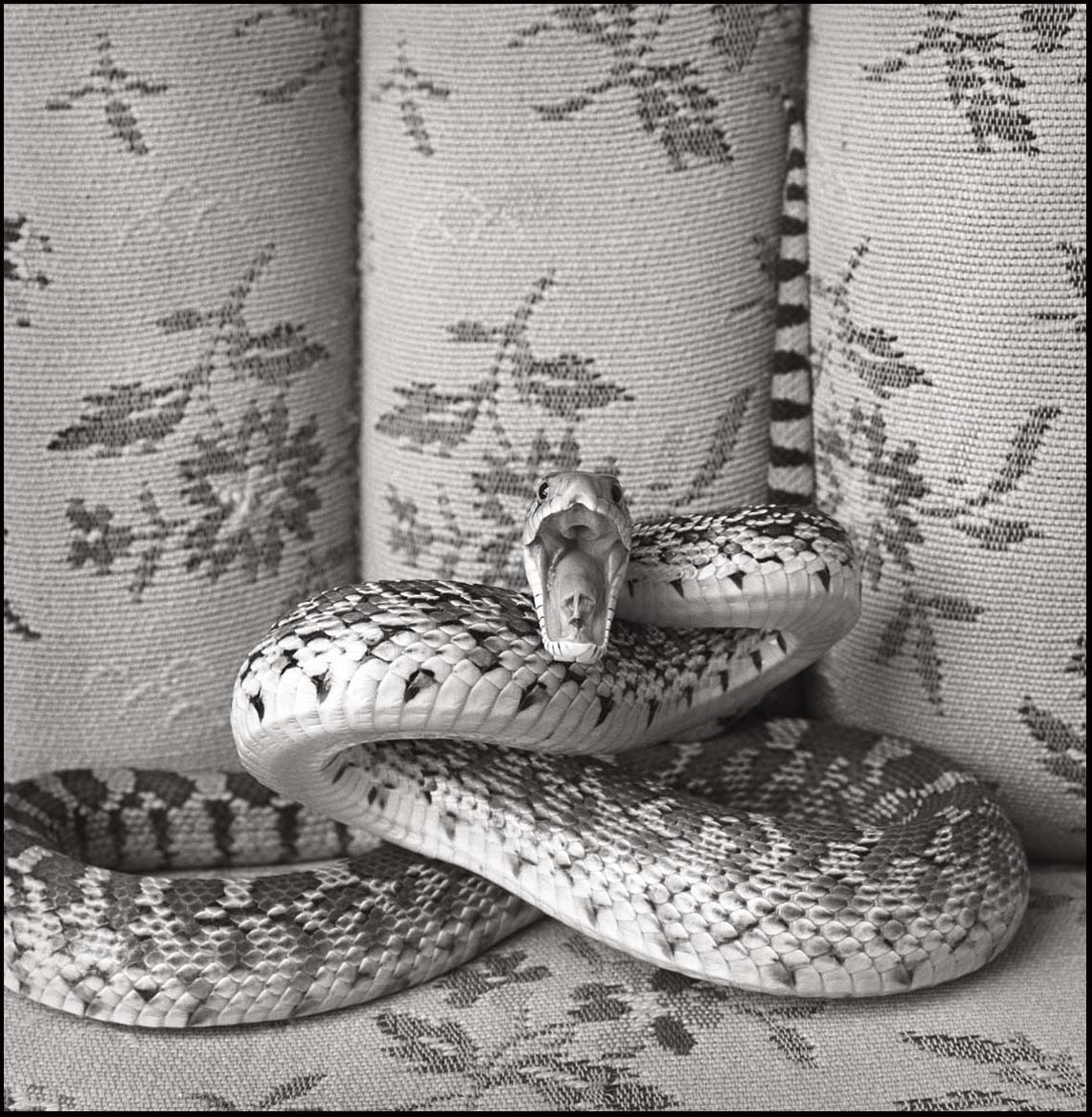 Bull Snake on Sofa_Hissing_© James H. Evans