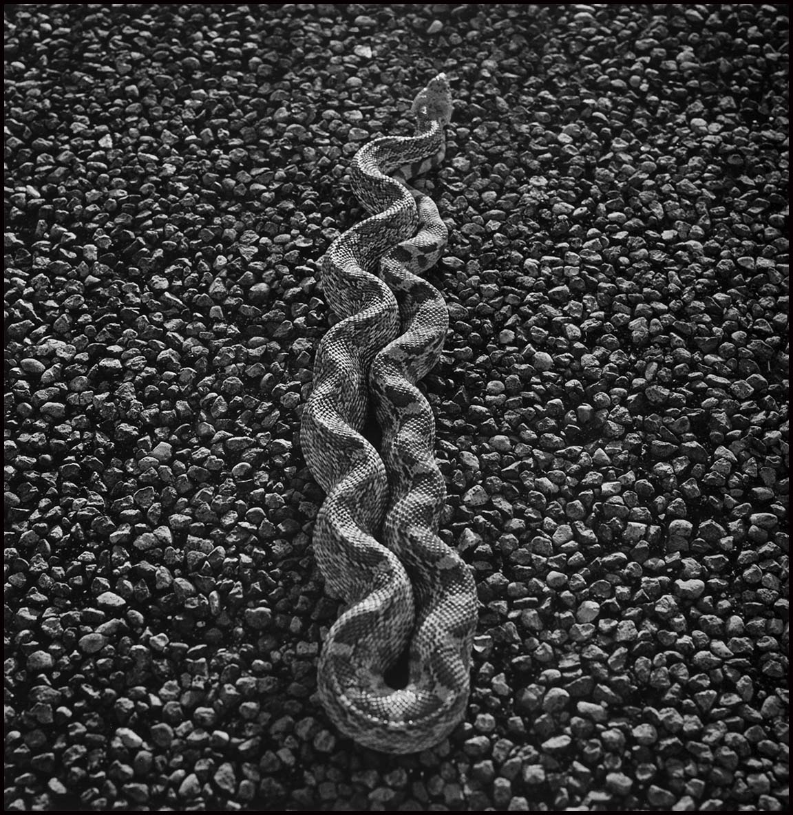 Bull Snake on 385_© James H. Evans