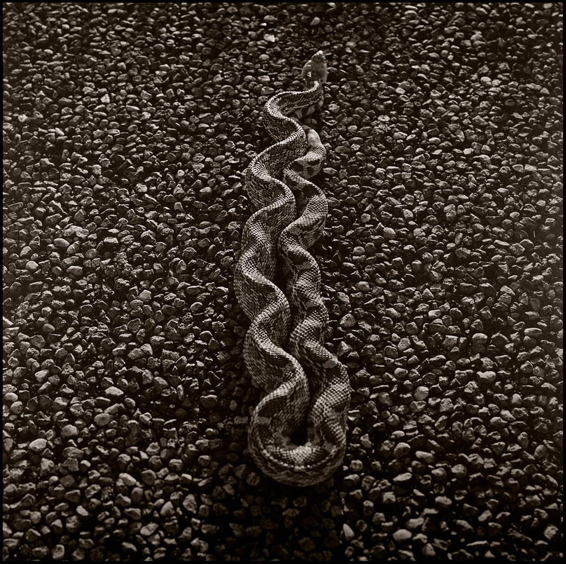 © James-H-Evans-Bull Snake on 385