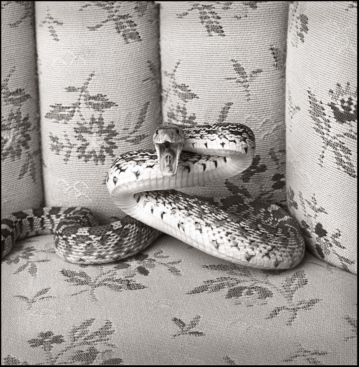 Bull Snake on Sofa _Striking_© James H. Evans
