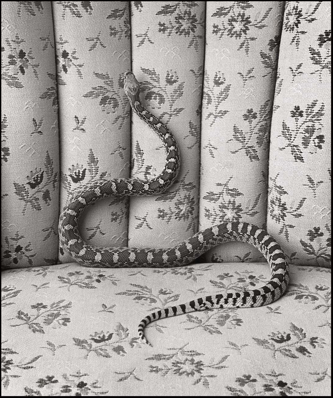 Bull Snake on Sofa_© James H. Evans