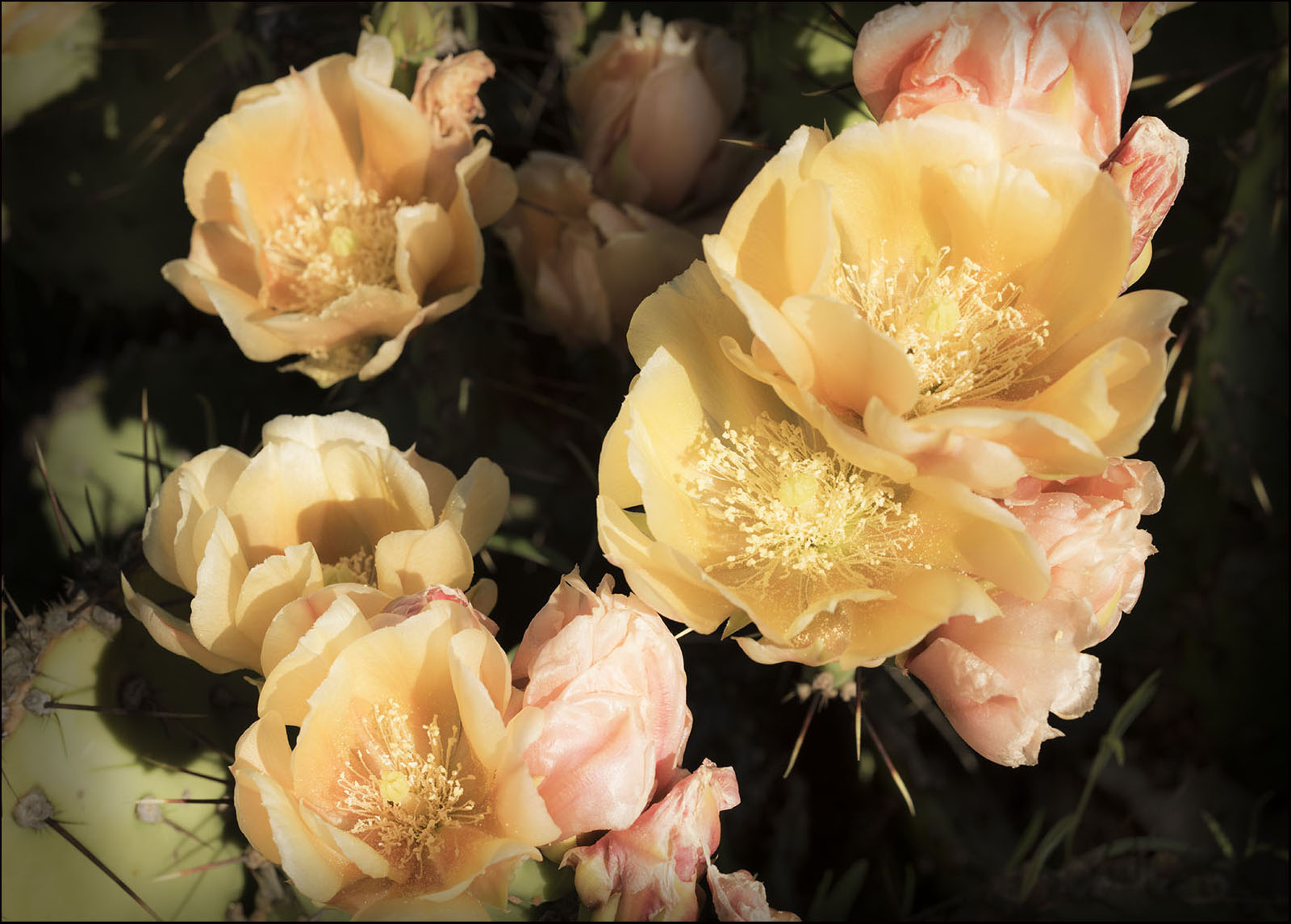 Cactus Flowers_© James H. Evans