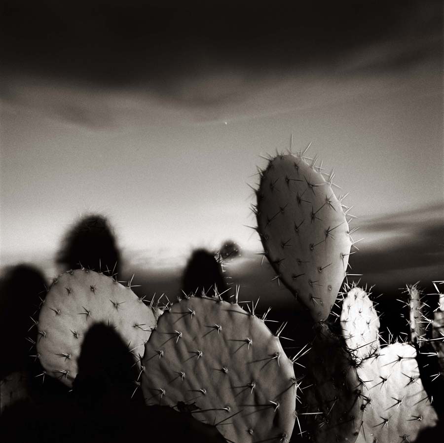 Cactus at Paint Gap__© James H. Evans_Sepia