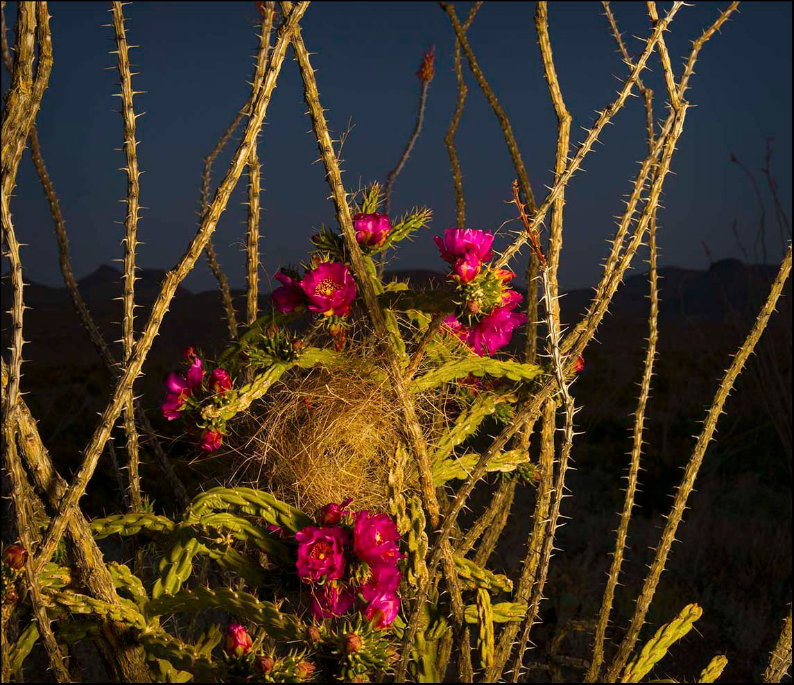 Cholla and Cactus Wren Nest_© James H. Evans
