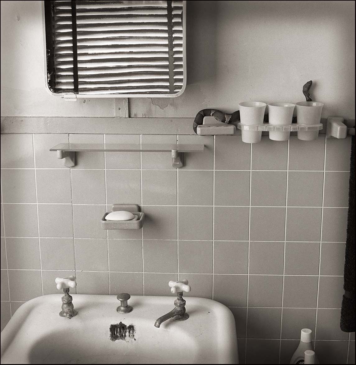 Copperhead in Bathroom _© James H. Evans