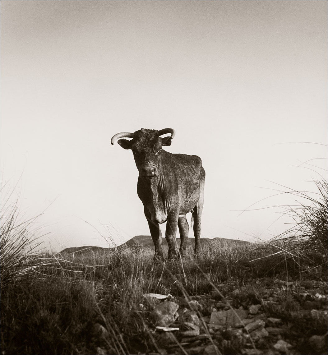 Burned Cow_© James H. Evans