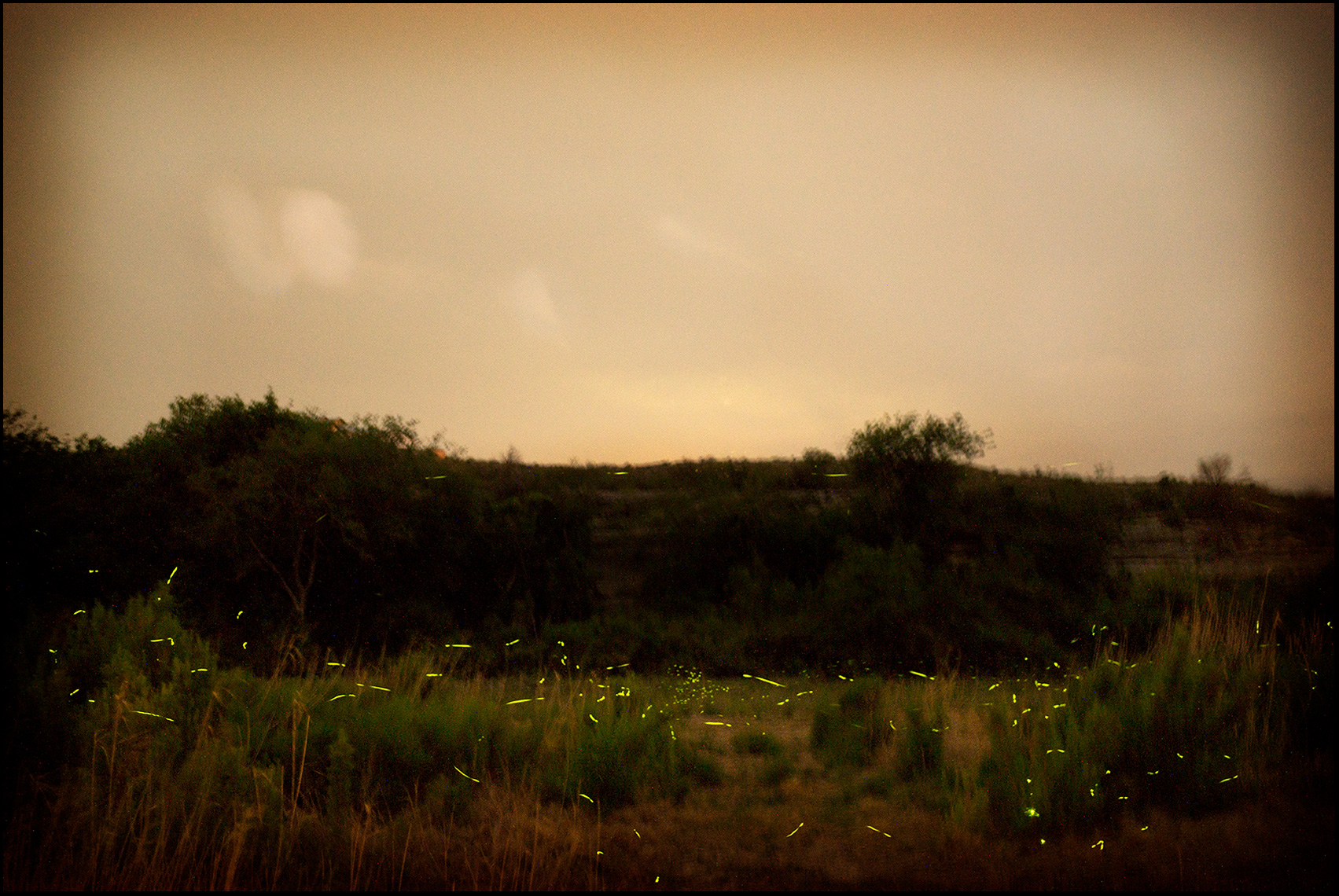 Fireflies_© James H. Evans