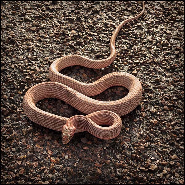 FirstRain_Coachwhip