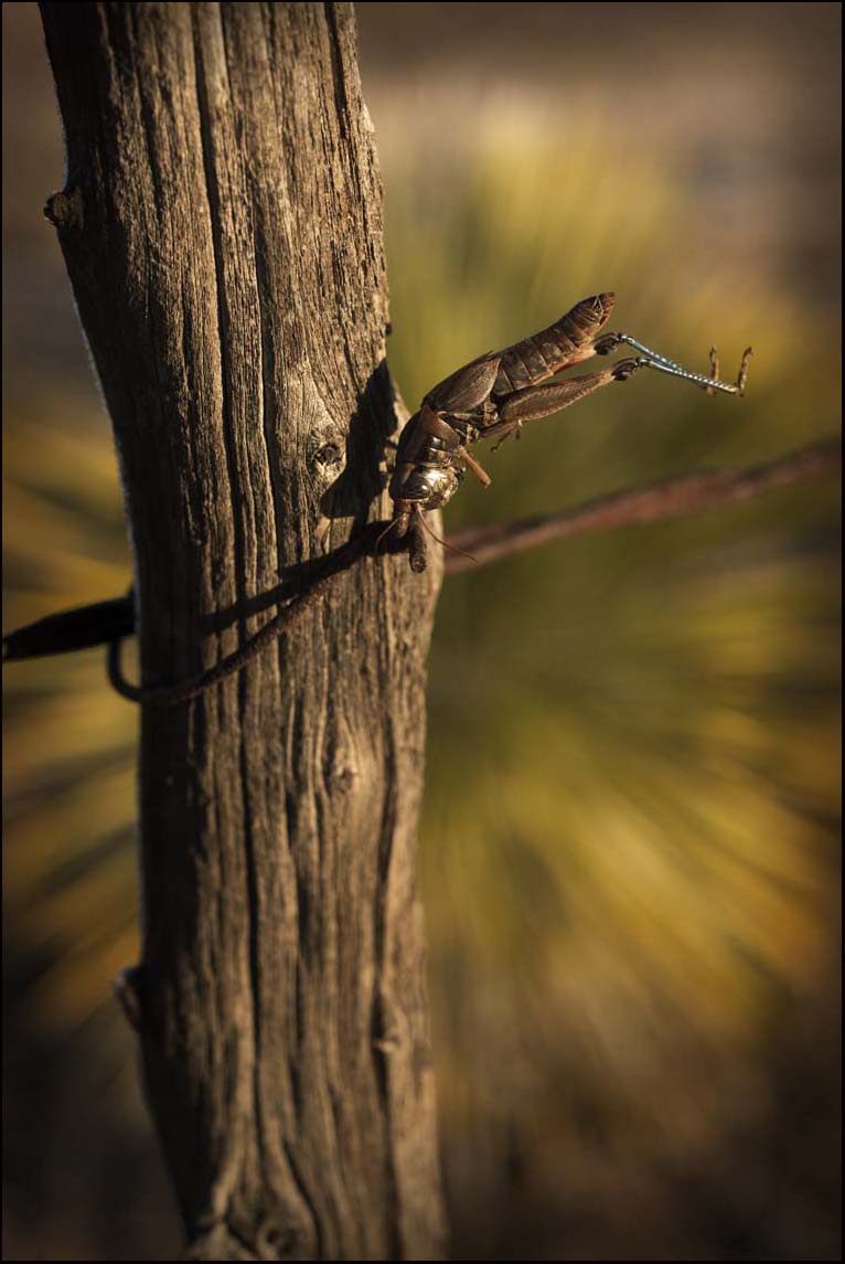 Grasshopper and Nolina_© James H. Evans
