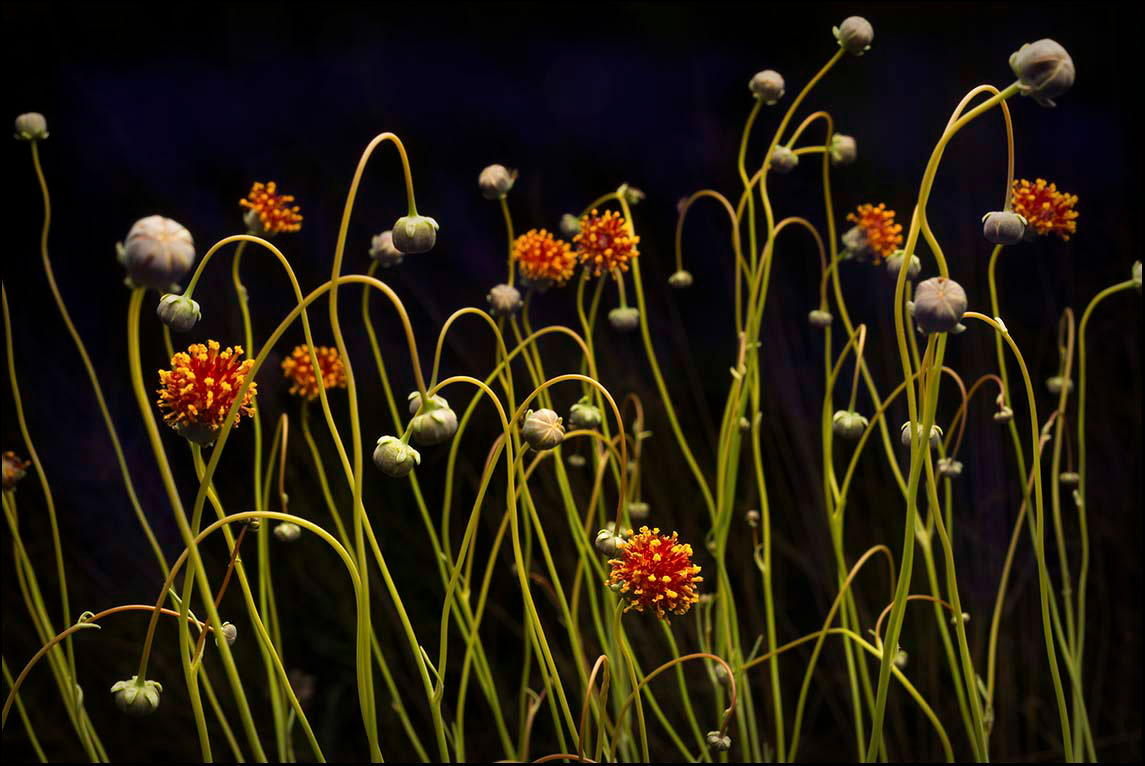 Greenthread_Bloom_© James H. Evans