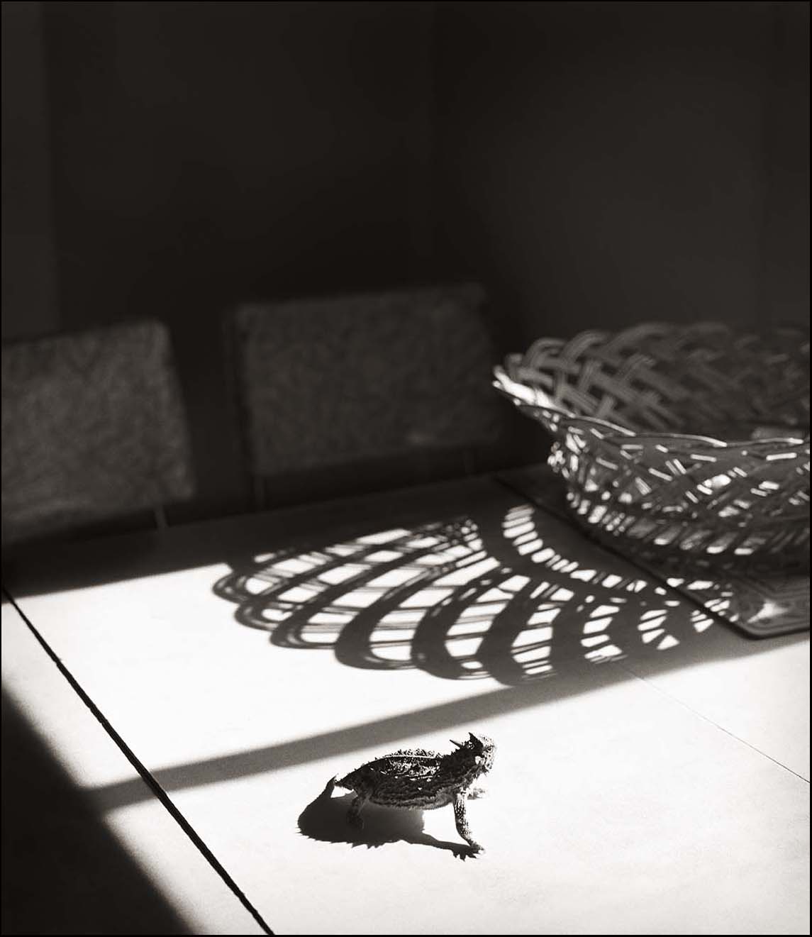 Horned Lizard and Basket_© James H. Evans