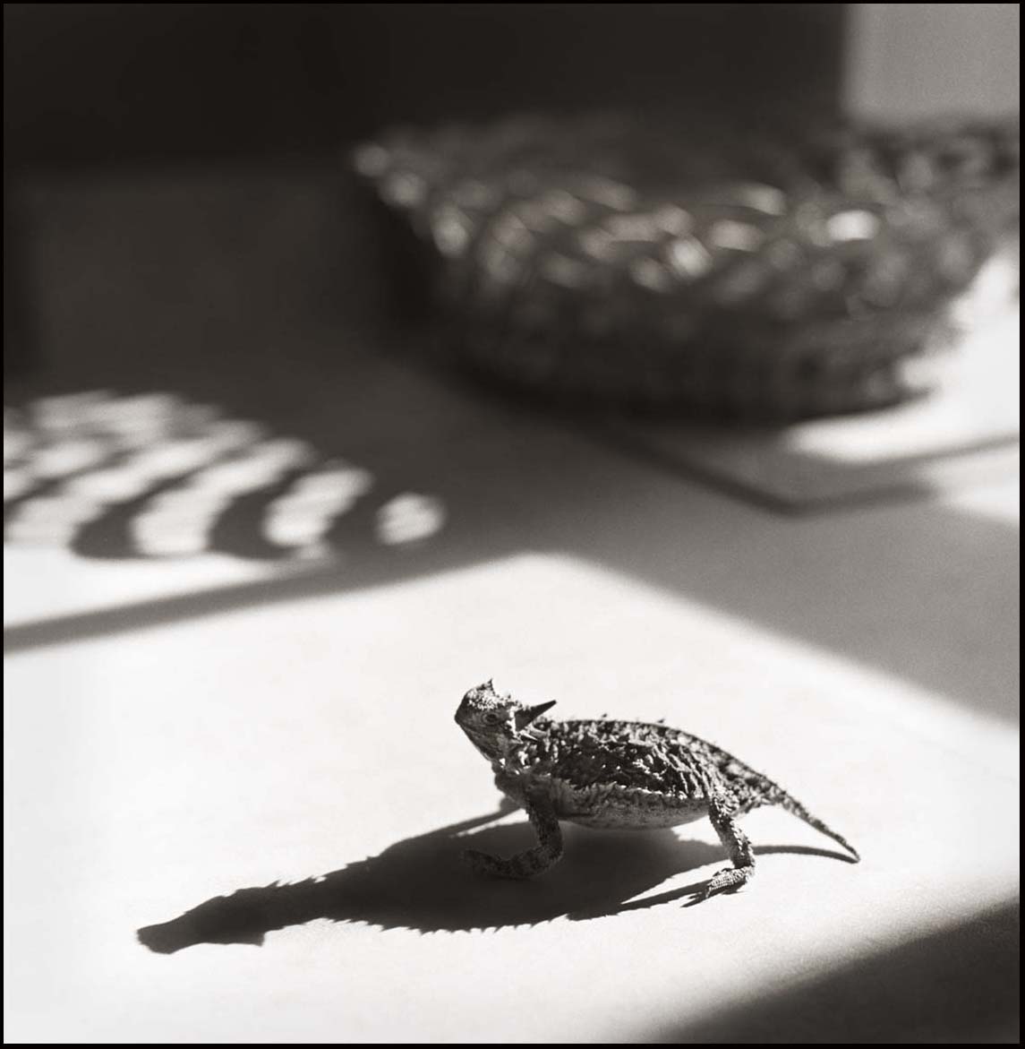 Horned Lizard and Basket_© James H. Evans