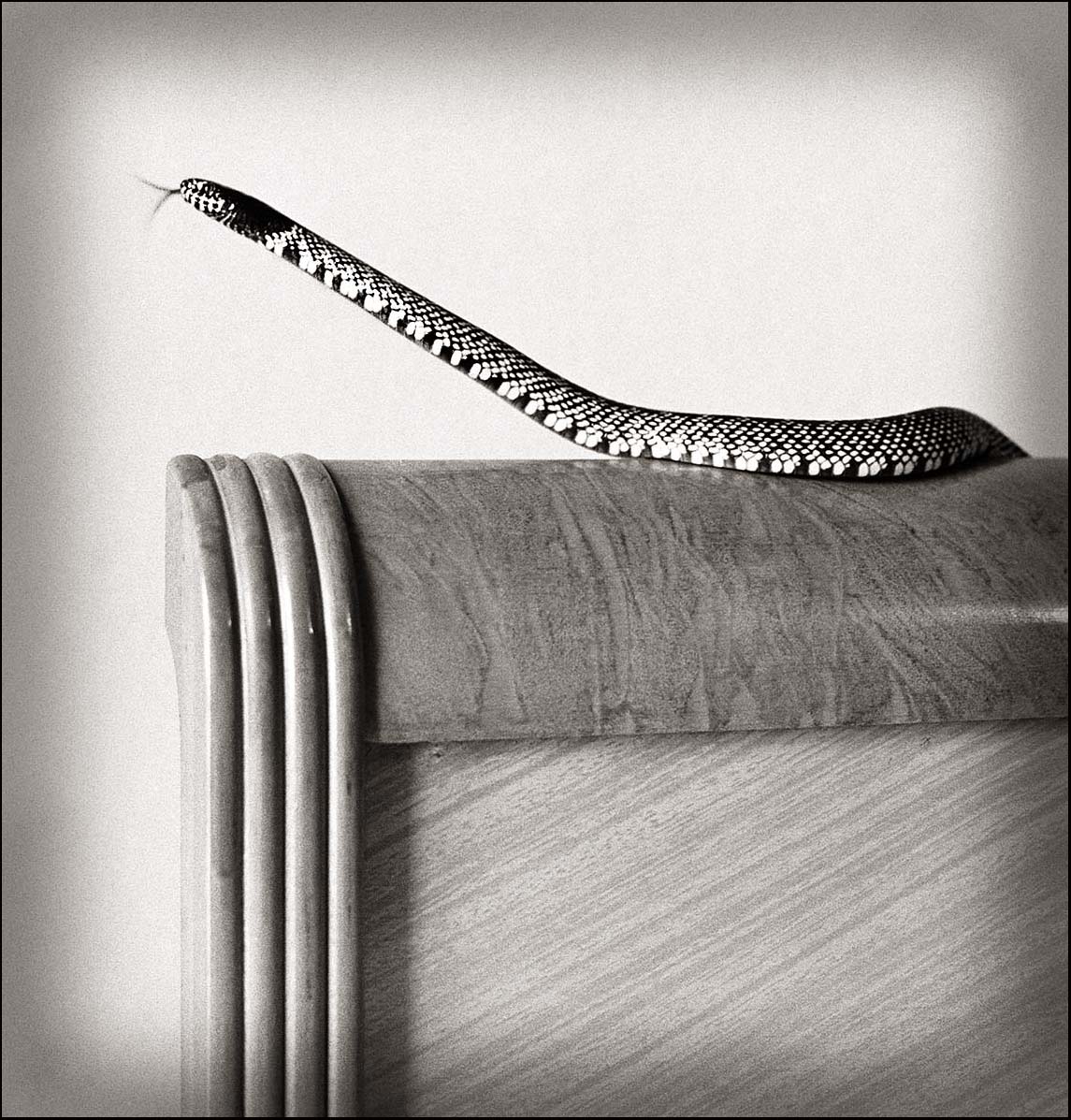 King Snake on Headboard_© James H. Evans