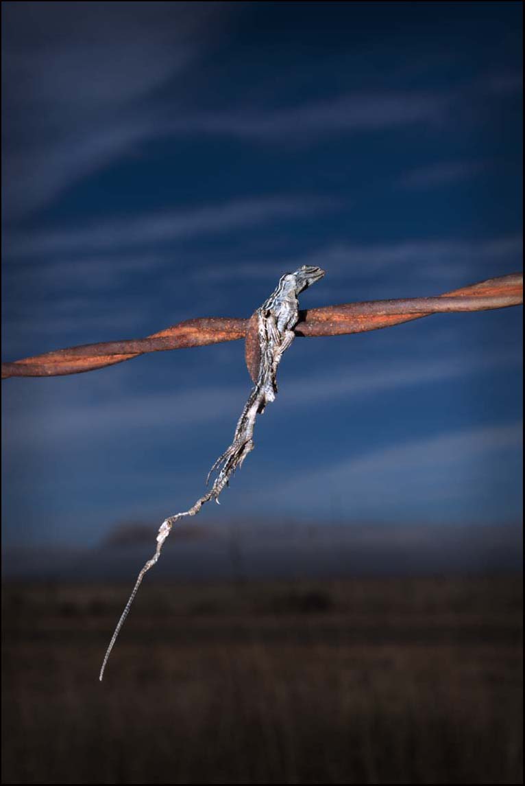 Lizard and Blue Sky_© James H. Evans