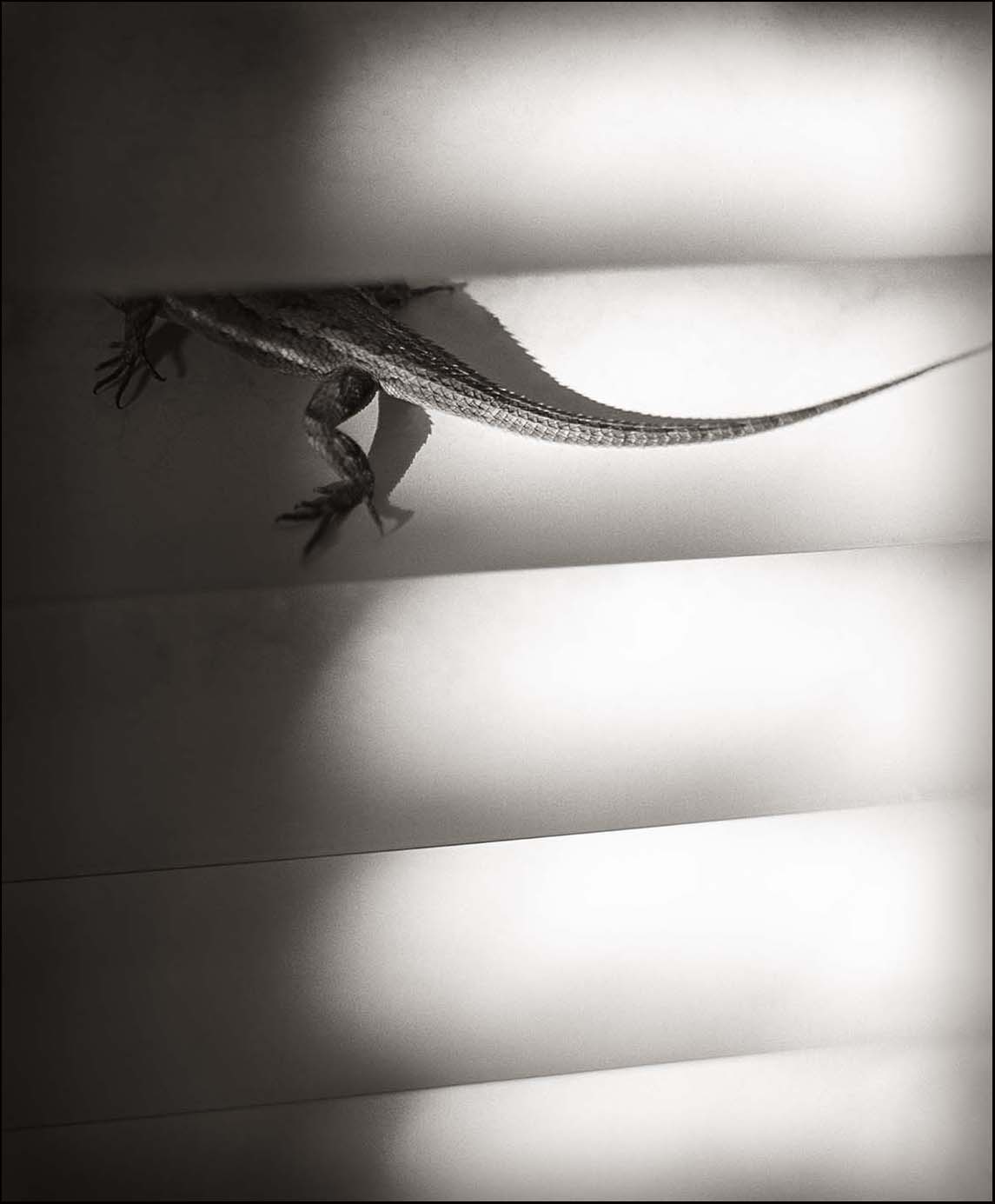 Lizard on Venetian Blind_© James H. Evans