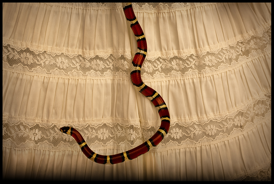 Milk Snake and Skirt_© James H. Evans