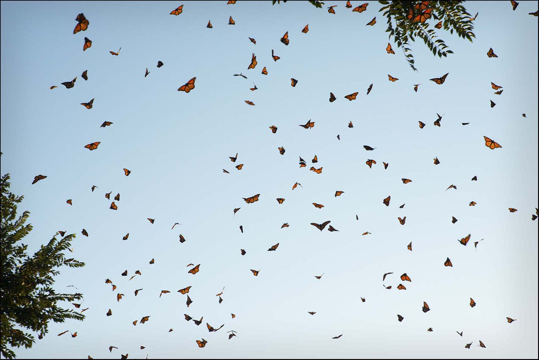 Monarchs_© James H. Evans