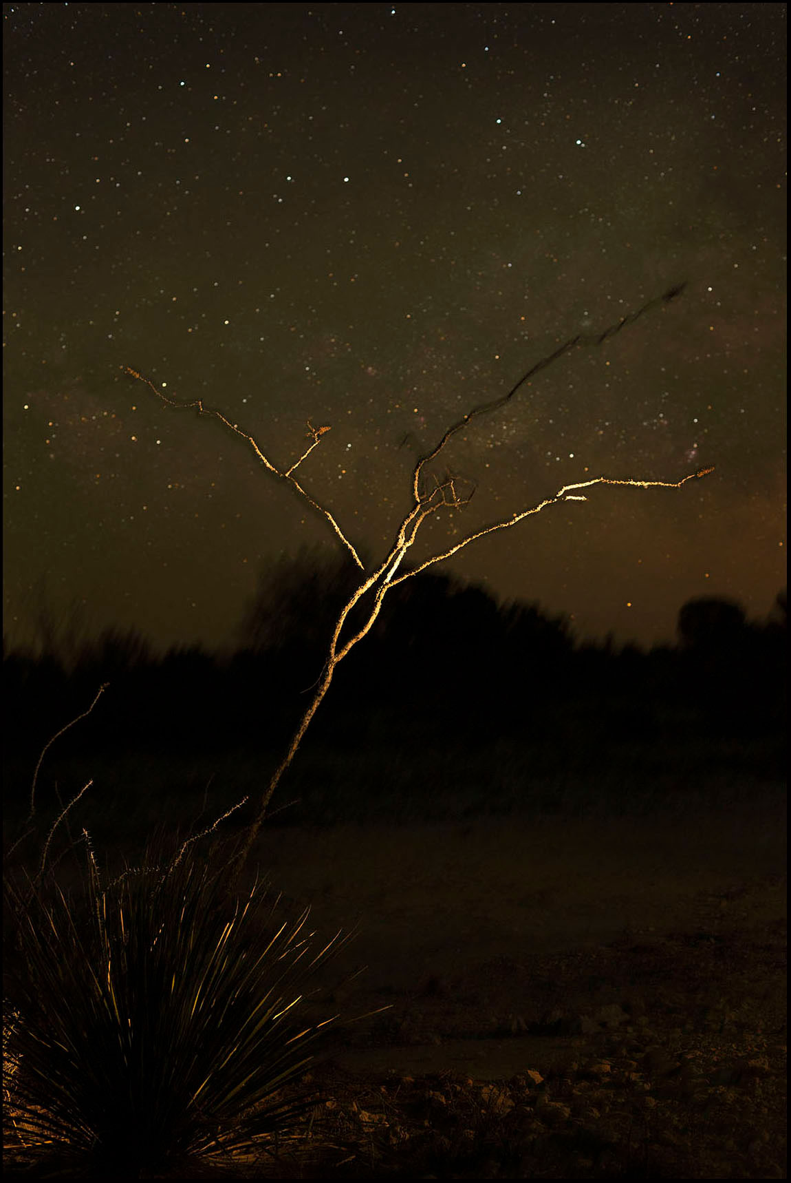 Ocotillo and Stars_© James H. Evans