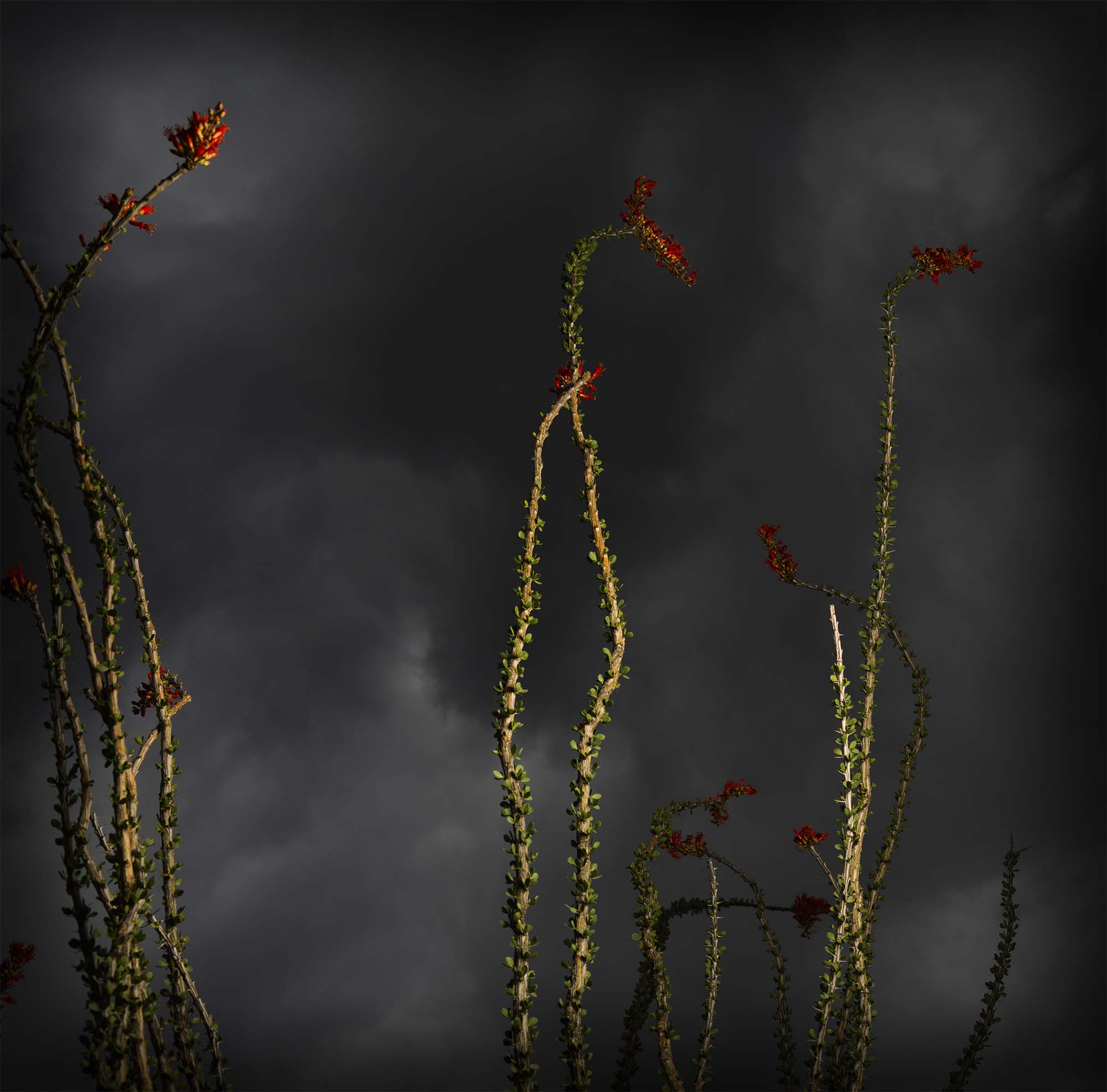 Ocotillo and Dark Sky_© James H. Evans