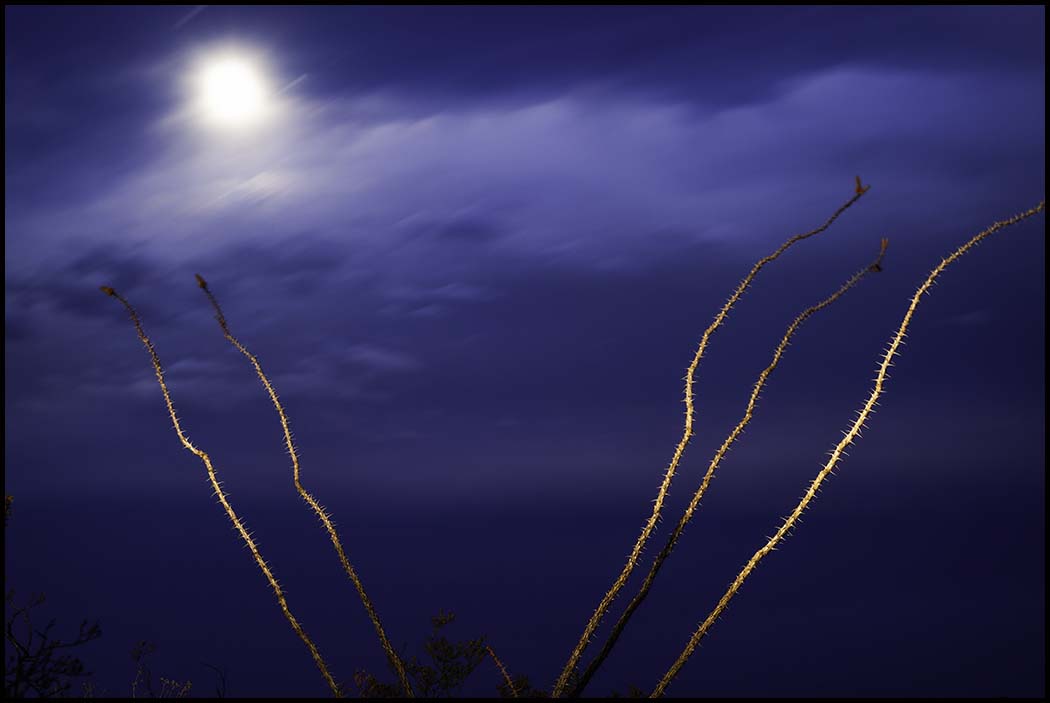 Ocotillo and Moon_© James H. Evans