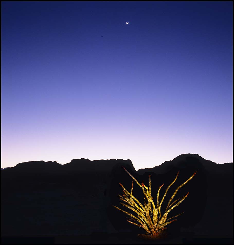 Ocotillo and Planets © 2017 James H. Evans