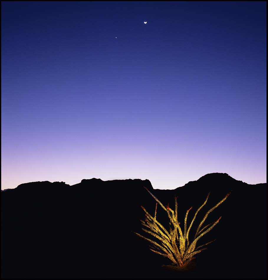 Ocotillo and Planets _© James H. Evans