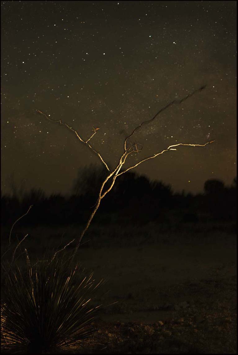 Ocotillo and Stars_© James H. Evans