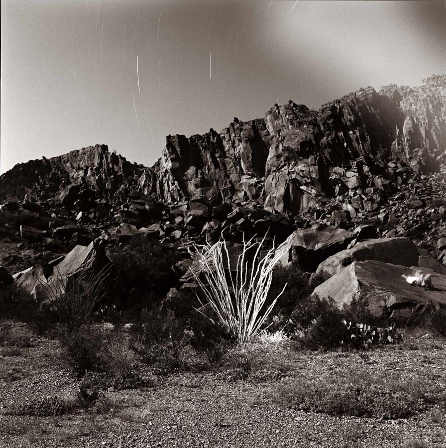 Ocotillo at Indian Head_© James H. Evans