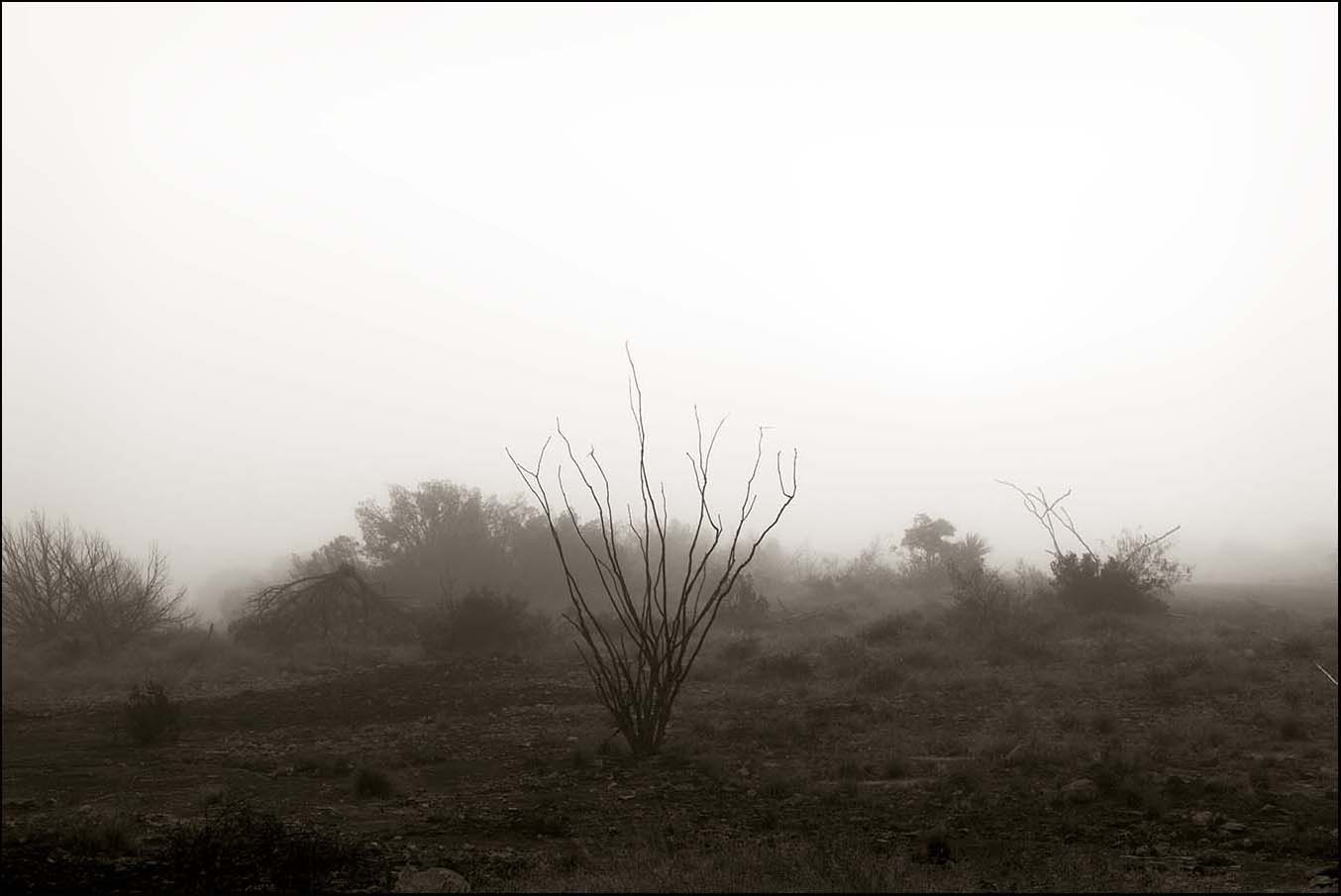 Ocotillo in Fog _© James H. Evans