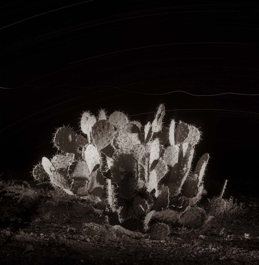 Prickly Pear with Me_© James H. Evans_Sepia