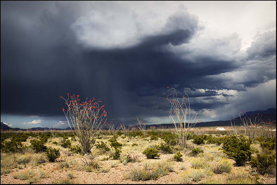 Rain with Silver Ocotillos_© James H. Evans
