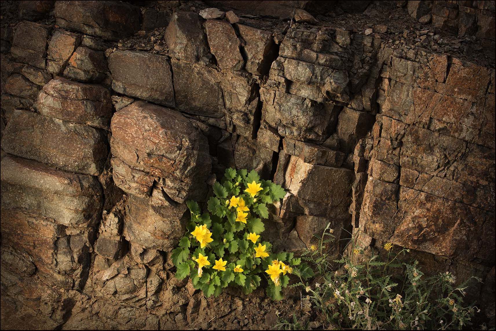 Rock Nettles_ Bloom_© James H. Evans