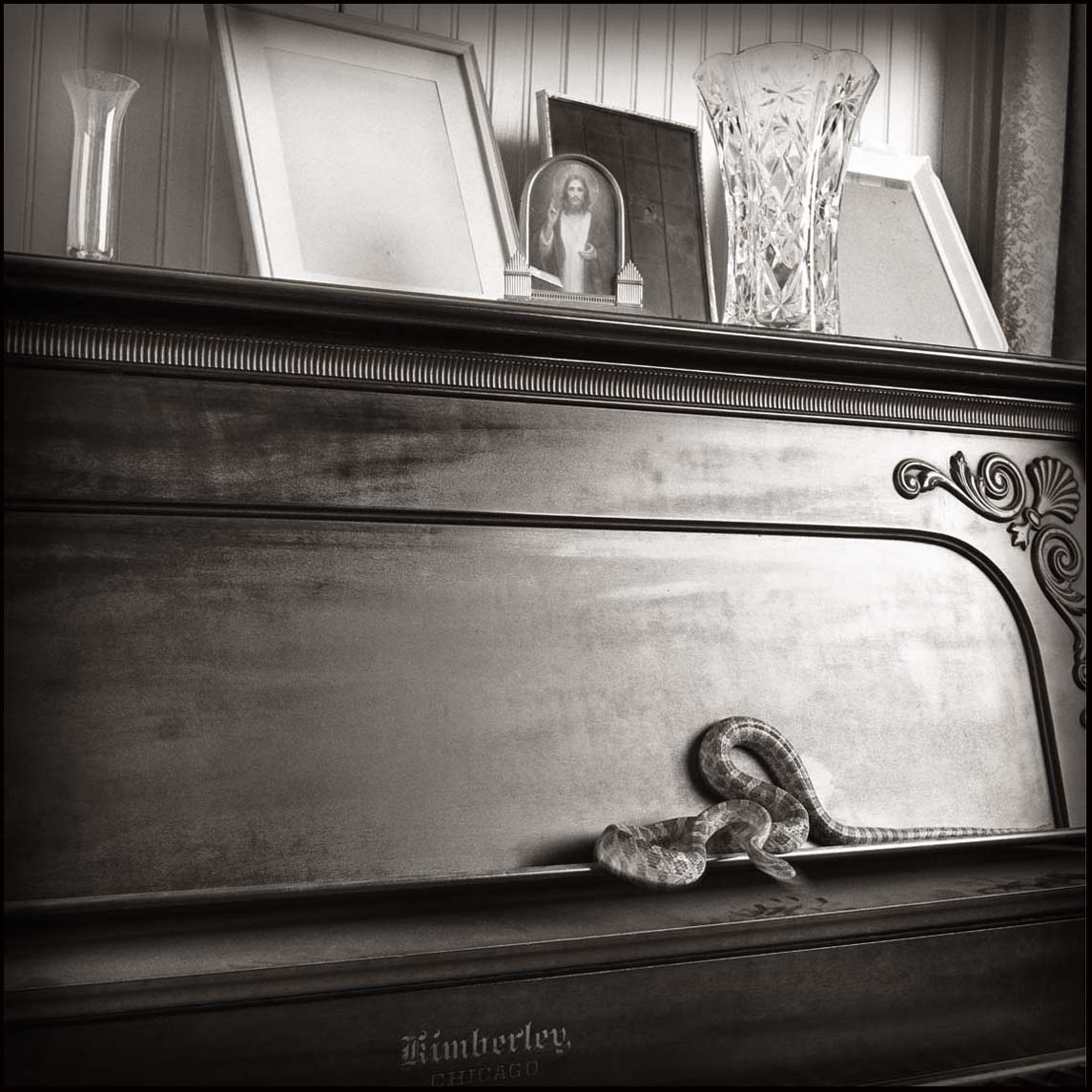 Rat Snake and Piano _© James H. Evans