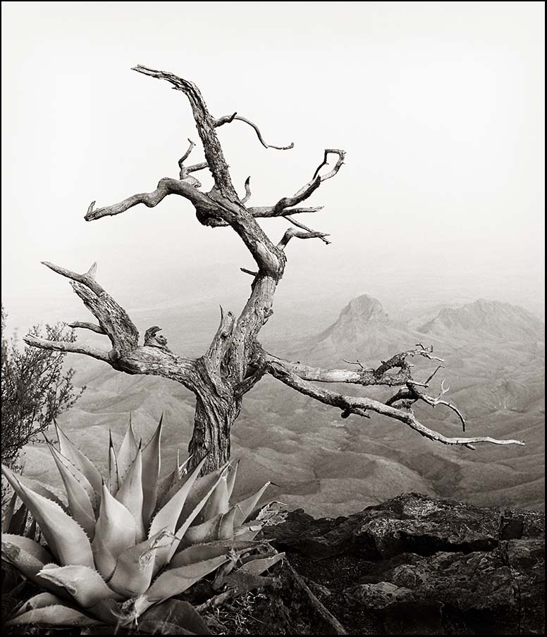 South Rim With Agave_© James H. Evans