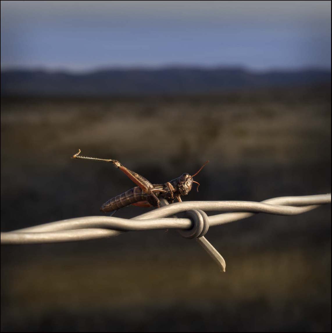 Spur Throated Grasshopper_© James H. Evans