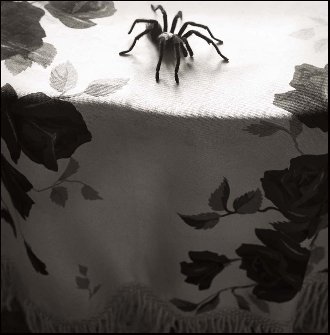 Tarantula and Tablecloth_© James H. Evans