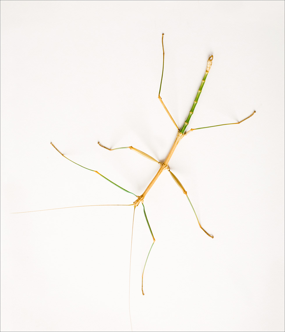 Walking Stick_© James H. Evans