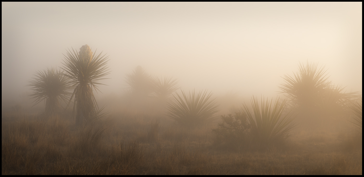 Yucca in Fog_© James H. Evans