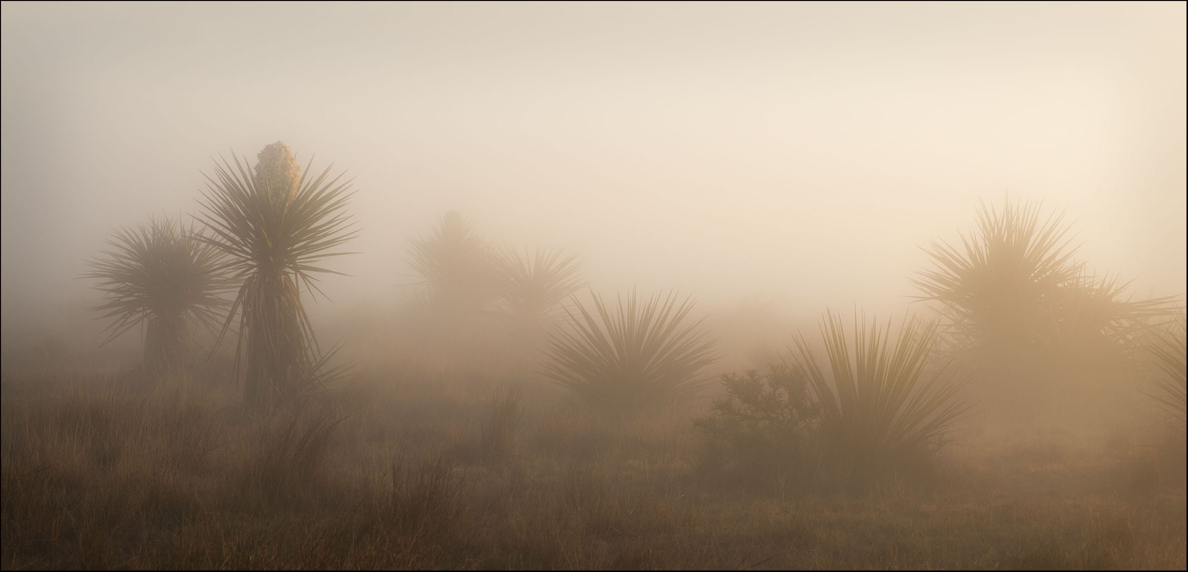 Yucca in Fog Panoramic_© James H. Evans