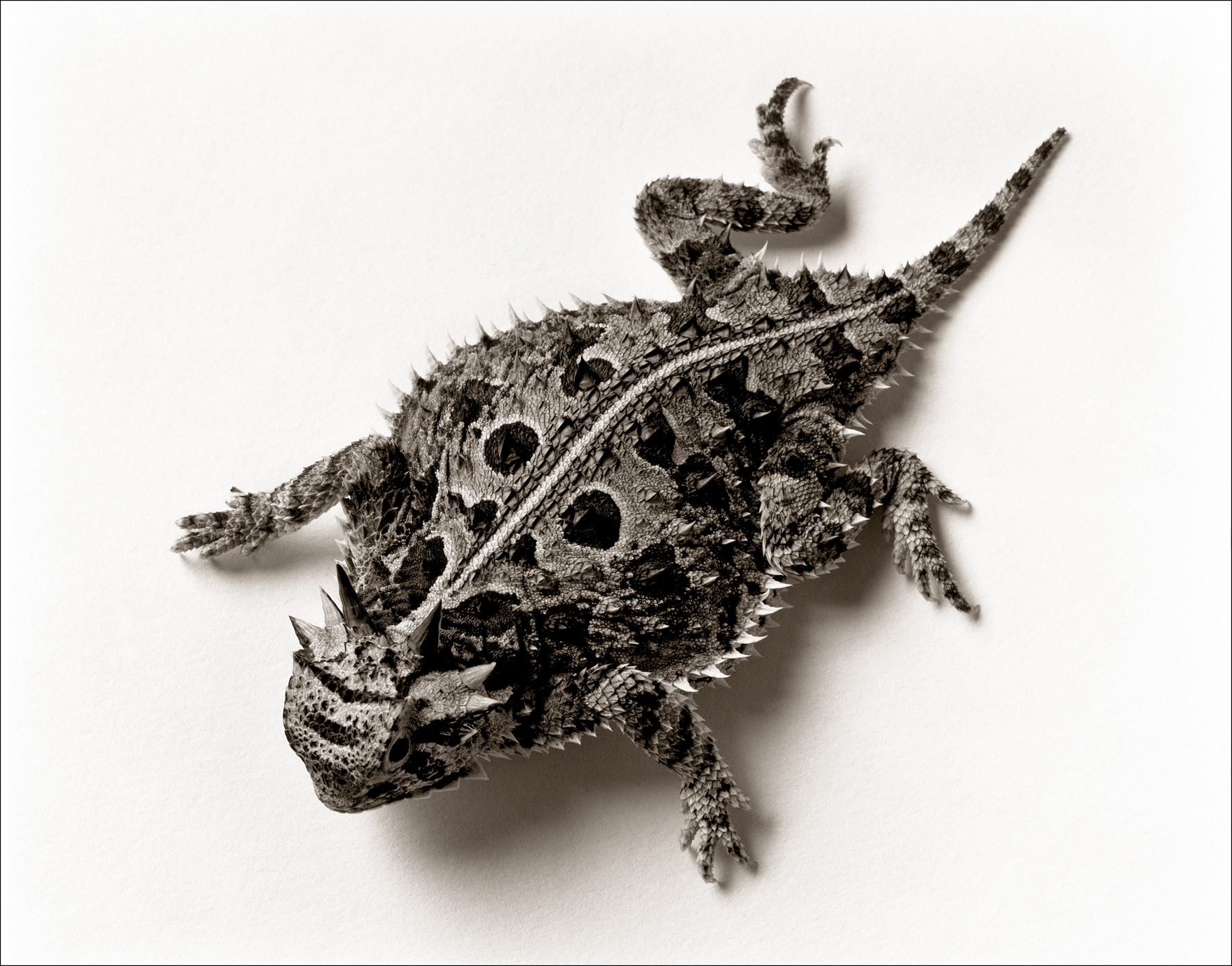 Horned Lizard_© James H. Evans